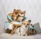 Chihuahua and spitz dogs sitting on chair in studio, portrait