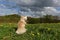 Chihuahua in the spring meadow