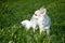 Chihuahua standing among dandelion greens