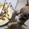 Chihuahua standing on hind legs to look at food