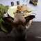 Chihuahua standing on hind legs to look at food