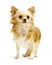 Chihuahua standing on white background