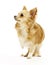 Chihuahua standing on white background