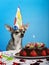 Chihuahua at table wearing birthday hat