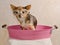 Chihuahua taking a bath wearing goggles