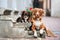 Chihuahua and toller dogs posing together on the steps