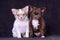 Chihuahua two long-haired white and brown puppies studio portrait on black background