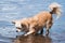 Chihuahua walking in Water