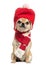 Chihuahua wearing christmas hat and scarf, sitting