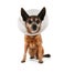A chihuahua wearing a cone of shame from a vet