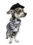 Chihuahua wearing a hat