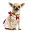 Chihuahua wearing a lace dress and fancy collar