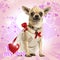 Chihuahua wearing a lace dress and fancy collar, on heart background