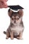 Chihuahua wearing mortar board hat for graduation