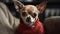 A chihuahua wearing a red sweater sitting on a couch created with Generative AI