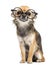 Chihuahua wearing round glasses ,sitting