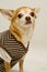 Chihuahua wearing a stripey sweater-vest