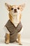Chihuahua wearing a stripey sweater-vest