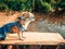 Chihuahua wearing sunglasses and denim overalls enjoys nature. Cute little doggie takes sun baths outdoor