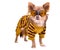 Chihuahua wearing yellow suit and goggles