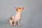 Chihuahua weenie mix breed dog sitting looking up solid background