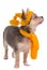 Chihuahua with yellow funny hat and scarf