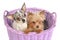 Chihuahua and Yorkshire Terrier in a basket