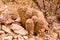 Chihuahuan Desert Barrel Cactus-1