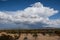 Chihuahuan Desert Desolation