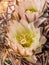 Chihuahuan Pineapple Cactus Flowers