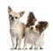 Chihuahuas, 2 and 4 years old, standing