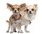 Chihuahuas, 2 years old, 5 months old, standing