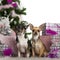 Chihuahuas, 2 years old, with Christmas tree