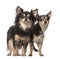 Chihuahuas, 4 and 2 years old, standing