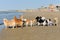 Chihuahuas on the beach