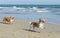 Chihuahuas on the beach
