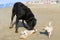 Chihuahuas and beauceron on the beach