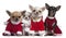 Chihuahuas dressed in Santa outfits