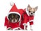 Chihuahuas dressed in Santa outfits