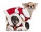 Chihuahuas dressed in Santa outfits