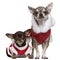 Chihuahuas dressed in Santa outfits