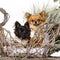 Chihuahuas in front of a Christmas scenery