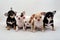 Chihuahuas puppies on white background