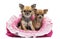 Chihuahuas sitting in pink dog bed