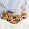 Chihuahuas, Spitz and Pomeranians sitting in winter scene wearing bow ties, portrait