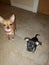 Chihuahuas teacup dogs animals small