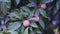 Chiku plant with leaves and fruit,Chiku,Manilkara zapota,Sapodilla,chiku or naseberry fruit on tree,selective focus with hd
