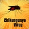 Chikungunya Virus, Blood-filled Mosquito