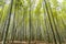 Chikurin no Michi Bamboo Grove in Arashiyama in Kyoto, Japan