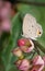 Chilades Pandava butterfly